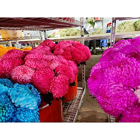 Bột Màu Nhuộm Hoa Tươi nhập khẩu Israel (màu Hồng Sen Pre 05) pha trên 12L đến 15L màu nước an toàn và chuyên nghiệp