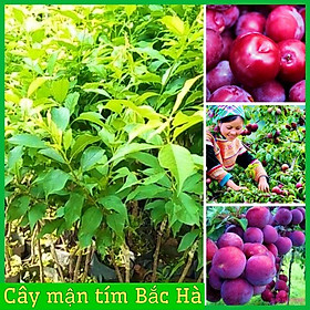 Mua CÂY GIỐNG MẬN TÍM BẮC HÀ CHÍN SỚM QUẢ TO NGỌT