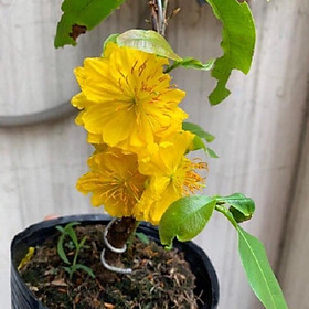 Mua BẦU CÂY GIỐNG MAI VÀNG CÁNH KÉP ĐẠI LỘC