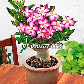 Hạt giống hoa sứ Bonsai cánh hồng - Bịch 10 hạt – Mã số 1044
