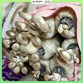 Phôi nấm bào ngư xám - Nota Farm - Trồng nấm tại nhà