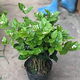 Cây hoa nhài - hoa lài cao 30-40 cm  hoa nở quanh năm