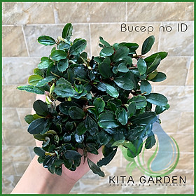 Bucep Tím | Bucephalandra TM | Cây Thủy Sinh Giá Thể