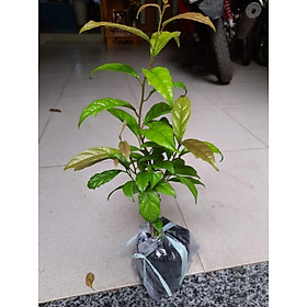 Mua Cây xạ đen giống