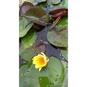 Mua Hoa súng nhiều màu sắc