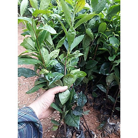 Mua combo 5 Bầu Giống Chè Xanh Thái Nguyên