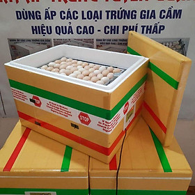 Mua máy ấp trứng gà chim ngan ngỗng vịt trời đà điểu các loại gia cầm... ba ba bò sát Rùa...