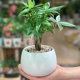Cây Kim Ngân xoắn để bàn