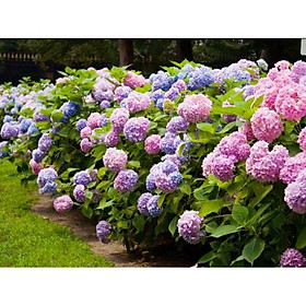 Mua Cây hoa cẩm tú cầu giống đổi màu theo độ PH.