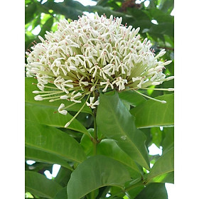 Hoa MẪU ĐƠN TRẮNG lá to, hoa to hoa cực thơm - cây lớn