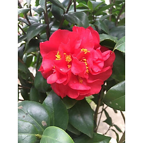 Mua Cây hoa trà my giống (ảnh thật)