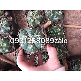 Cây xương rồng bánh bao lai