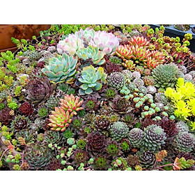 Bộ 2 gói Hạt giống sen đá mix