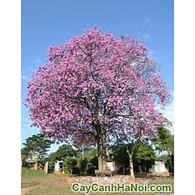 Mua COMBO 5 BẦU CÂY GIỐNG CÂY KÈN HỒNG(CÂY CHUÔNG HỒNG)