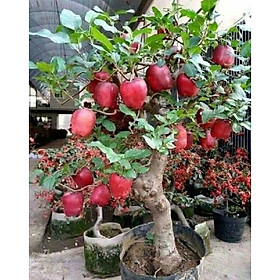 Mua giống táo lùn
