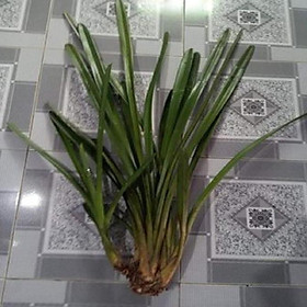 Hoa phong lan kiếm 2 màu