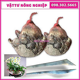 Mua Combo 1 bộ dao gọt thủy tiên + 2 Củ giống hoa thủy tiên  củ to  đẹp  tròn đều loại 1