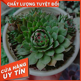 Combo 2 cây sen đá Nhiều Người Mua