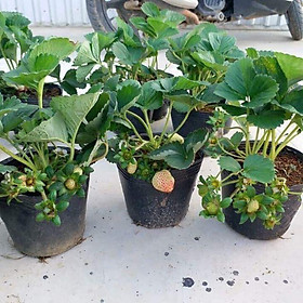 Mua Bầu dâu tây Hana