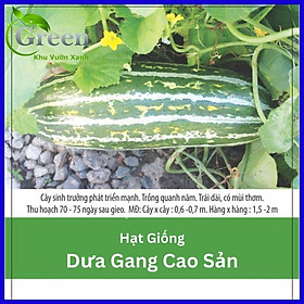 Mua Hạt Giống Dưa Gang Cao Sản