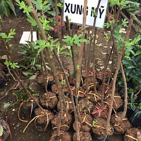 Mua cây sung Mỹ-sung ngọt