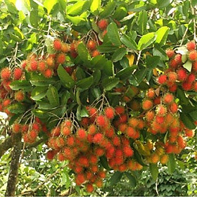 Mua Cây giống chôm chôm Thái ghép siêu trái