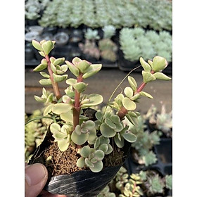 Cây sen đá cẩm thạch trắng