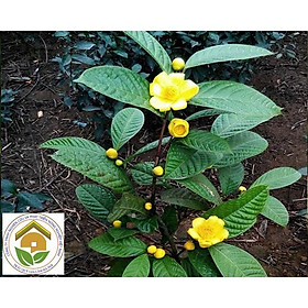 Mua - Cây trà hoa vàng (ảnh thật)- Chè hoa vàng