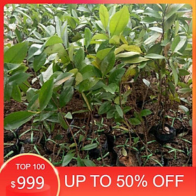 Mua (HÀNG MỚI VỀ) Cây Cherry Brazil