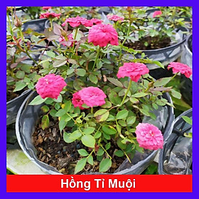 Mua Cây Hoa Hồng Tỉ Muội (giao màu ngẫu nhiên) + Tặng phân bón cho cây mau lớn
