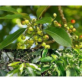 Mua CÂY GIỐNG LÁ VỐI NẾP