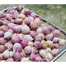 Tỏi cô đơn 1 kg. Đặc sản tỏi cô đơn, tỏi 1 nhánh size vừa