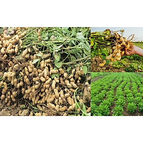 Mua Hạt giống Đậu Phộng