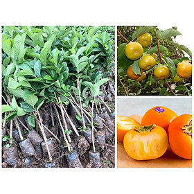 Mua Cây Giống Hồng Gòn Đà Lạt (Chuẩn Giống Cây Trồng)