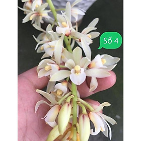 Kiếm Thái, Thân kiếm thái hoa cực đẹp, hoa xổ tùy duyên cam kết chất lượng