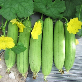Mua 20 hạt giống mướp hương