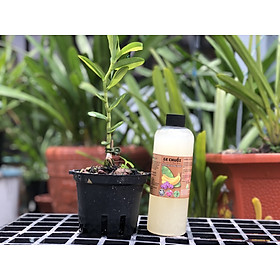 Mua GE Chuối Phân Bón Hữu Cơ Bổ Sung Kali Cho Cây Trồng Giúp Cây Nhanh Ra Rễ