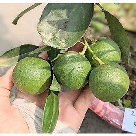Cây giống Cam Dây