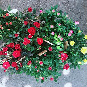 Hoa Hồng Siêu Nụ 180k/chậu (được chọn màu)