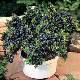 Mua 30hạt Việt quất siêu quả