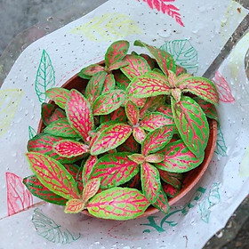 Mua Cẩm Nhung Vàng Đỏ (lá may mắn)