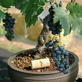 Mua Cây  nho lùn  pháp