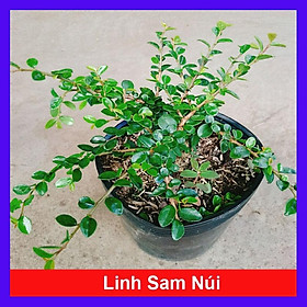 Cây Linh Sam Núi - cây cảnh để bàn + tặng phân bón