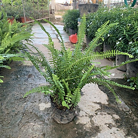 Cây Hoa Cúc Mốc Bán Kính 20 cm, Lá Ánh Bạc Đôc Đáo Cuốn Hút Mọi Ánh Nhìn