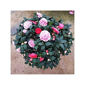 Mua Cây trà my đủ màu