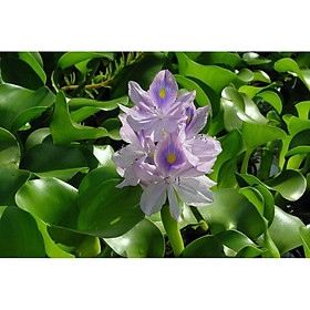 Mua Lục Bình - Bèo Tây - Phụ kiện hồ cá 2 cây