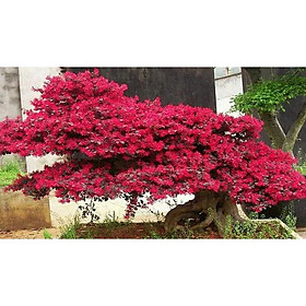 Cây hồng phụng, cây kiểng đẹp, lạ - cây cảnh quan, sân vườn - Loropetalum chinense