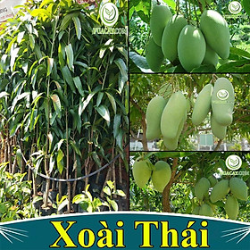 Cây giống xoài Thái siêu sớm, cho quả sau 1 năm trồng, cây giống khỏe, phù hợp khí hậu nhiều vùng
