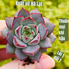 SEN ĐÁ HOA HỒNG ĐỎ SIZE MINI LỖI 1 ĐỔI 1