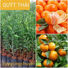 Mua CÂY GIỐNG QUÝT THÁI GHÉP